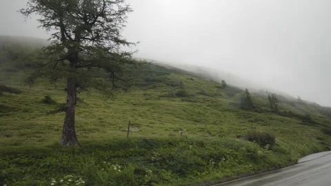 Tree on cloudy mountain Video stock 127577924