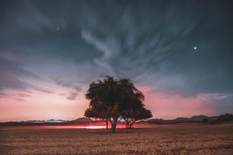 A tree on a cloudy night Stock Photos