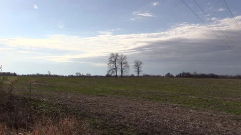 Tree Cluster In A Field Stock Footage 58291638