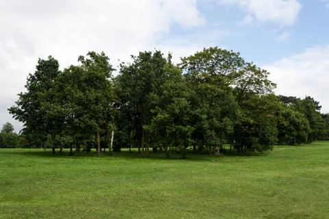 Tree Cluster in Park Foto stock
