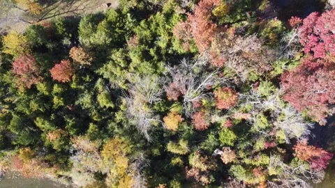 Tree clusters near White Rock Creek display gradient of seasonal change Stock Footage 327538428