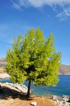 Tree at the coast Foto stock