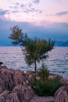 Tree on the coast Stock Photos