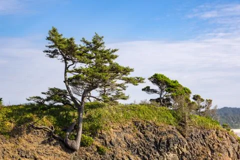 Tree on Coastal Hillside Foto stock