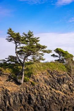 Tree on Coastal Hillside Stock Photos
