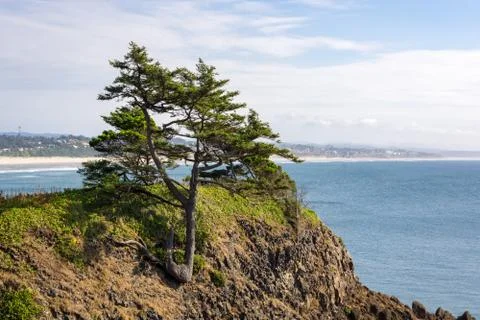 Tree on Coastal Hillside Stock Photos