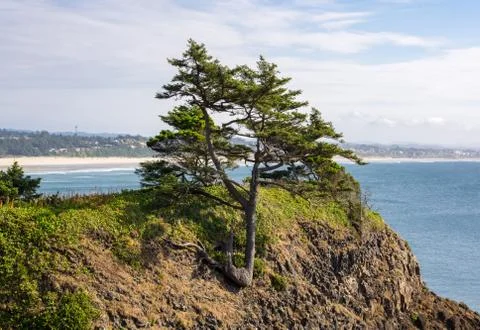 Tree on Coastal Hillside Stock Photos