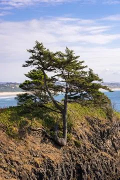 Tree on Coastal Hillside Foto stock