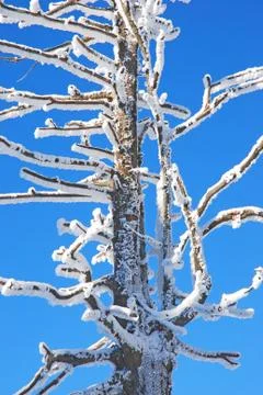 Tree coated with snow Stock Photos