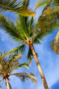 Tree of a coco the bottom view Stock Photos
