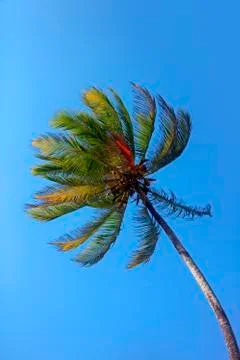 Tree of a coco the bottom view Stock Photos