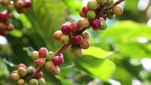 Tree Coffee Stock Footage 77408211