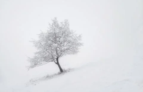 Tree in cold weather Fotos de archivo