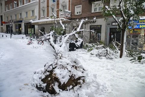 A tree collapses under the weight of the snow Stock Photos