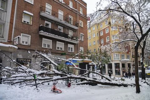 A tree collapses under the weight of the snow Stock Photos