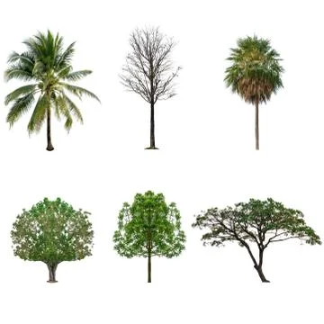 Tree collection set  isolated on white Stock Photos