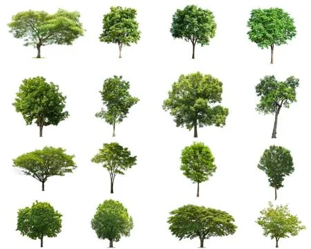 Tree collectoin isolate on white background Stock Photos