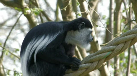 Tree COLOBUS Monkey Stock Footage