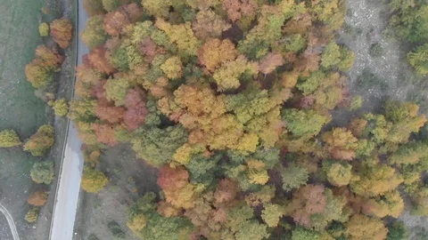 Tree color and road Stock Footage 119004481