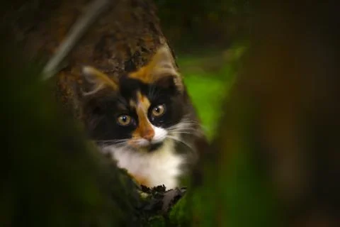 Tree color kitten on the old tree close up photo Stock Photos