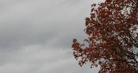 Tree with colorful autumn or fall foliage Video stock 166661046