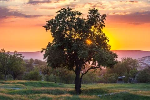 Tree at colorful sunset against sun Stock Photos