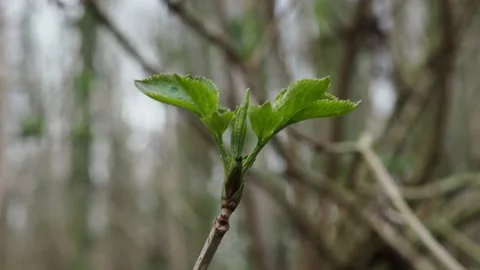 A tree coming out of dormancy for the spring Stock Footage 233960967