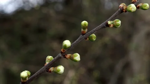 A tree coming out of dormancy for the spring Video stock 233961051