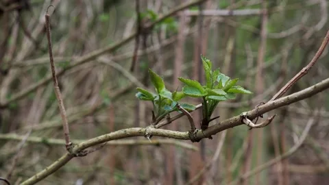 A tree coming out of dormancy for the spring Stock Footage 233961396