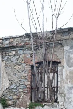Tree coming out of a window Stock Photos