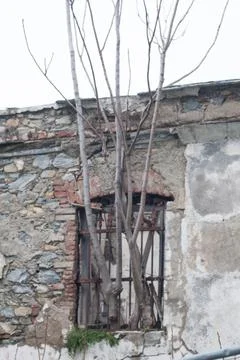 Tree coming out of a window Stock Photos