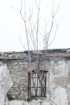 Tree coming out of a window Stock Photos