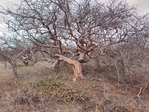 Tree completely dry without leaves. Foto stock