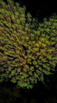 Tree complex shaped as a heart drone top down shot Stock Photos