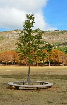 Tree with a concrete bench Photos