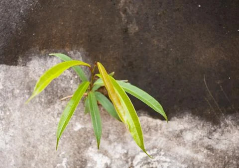 Tree  on a concrete wall Stockfoto's