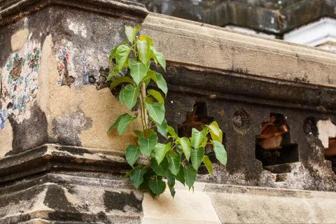 Tree  on a concrete wall 스톡 사진