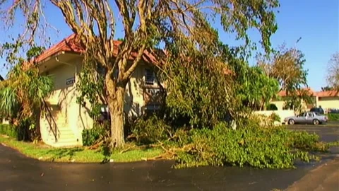 Tree at Condos Ravaged by Hurricane Wilma Video stock 291000427