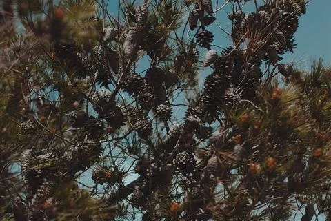 Tree with cones against the sky Foto stock