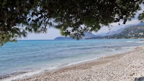 Tree with cones on a background of waves Stock Footage 183818196