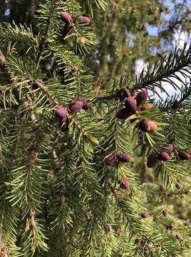 Tree cones in spring Stock Photos