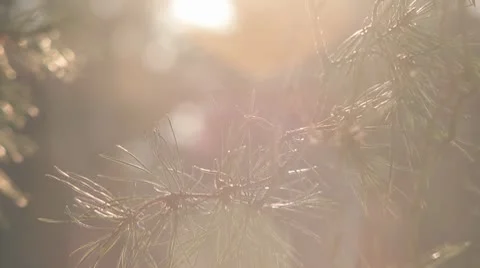 Tree conifer evergreen Stock Footage 10736907