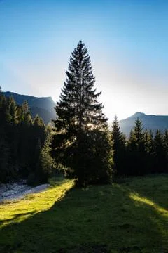 Tree Conifer Tirol Stock Photos