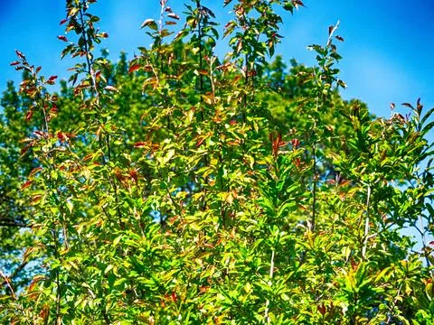 The tree is consistent with the 'Wildfire' Black Gum Stock-Fotos