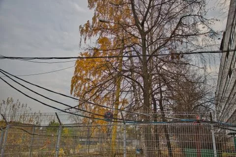 Tree on construction site Stock Photos