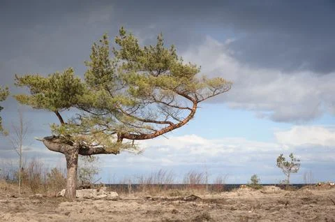 Tree with Contorted Branches on a Sandy Beach Stock Photos