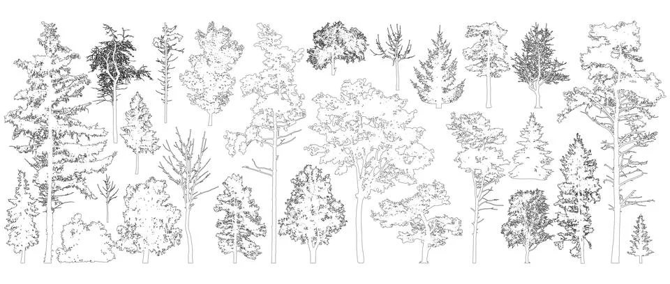 Tree contours. Isolated forest trees on white background. Vector illustration Stock Illustration