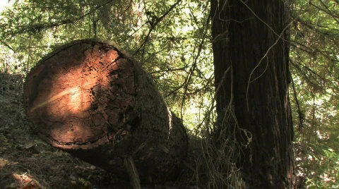 A Tree Contrast (Before &amp; After) Video stock 612422