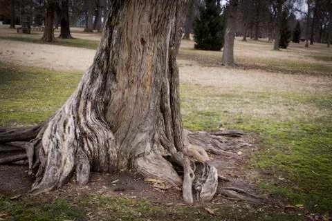 Tree With Cool Roots Stock Photos