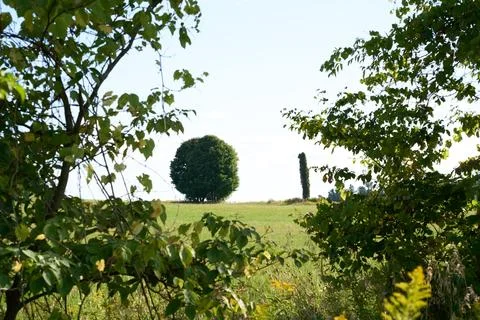 Tree copse in field Stock Photos